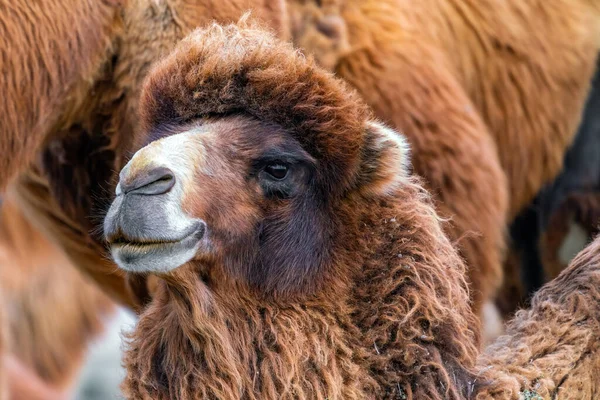 African Camel Ungulate Genus Camelus — Stock Photo, Image