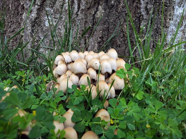 Cogumelos Sob Uma Árvore Floresta — Fotografia de Stock