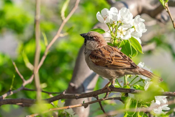 Ağaç Dalındaki Serçe — Stok fotoğraf