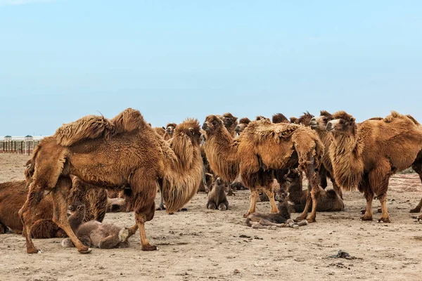 Wielbłąd Jest Kopytny Rodzaju Camelus — Zdjęcie stockowe