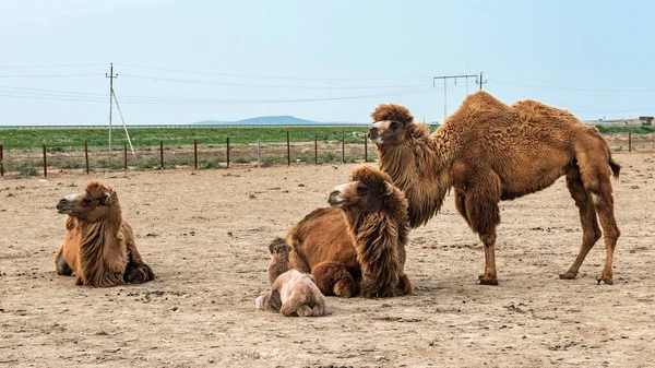 Wielbłąd Jest Kopytny Rodzaju Camelus — Zdjęcie stockowe