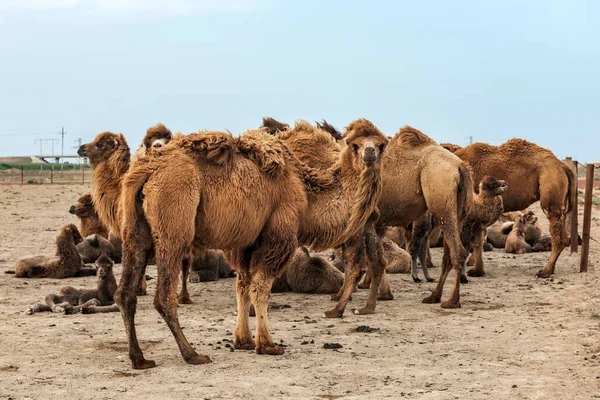 Wielbłąd Jest Kopytny Rodzaju Camelus — Zdjęcie stockowe