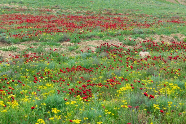 Красные Дикие Цветы Мака Поле — стоковое фото