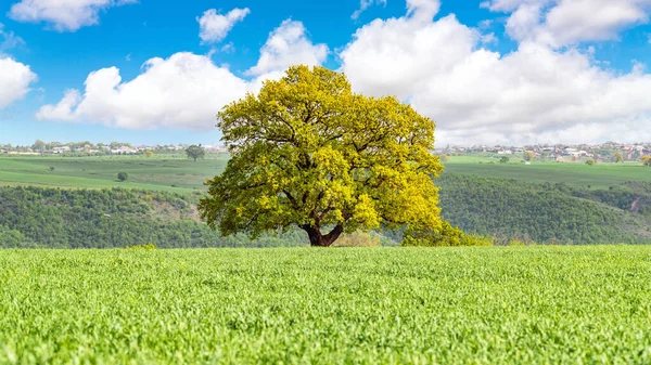 Osamělý Dub Zeleném Poli — Stock fotografie