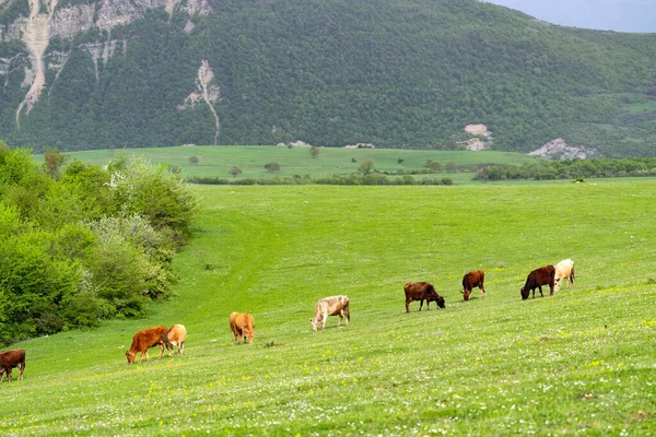 Herd Koeien Grazen Groene Weide — Stockfoto