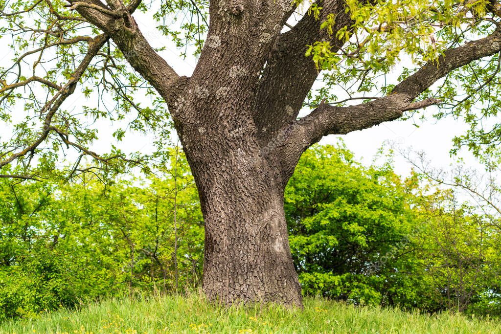 Old huge oak tree at springtime