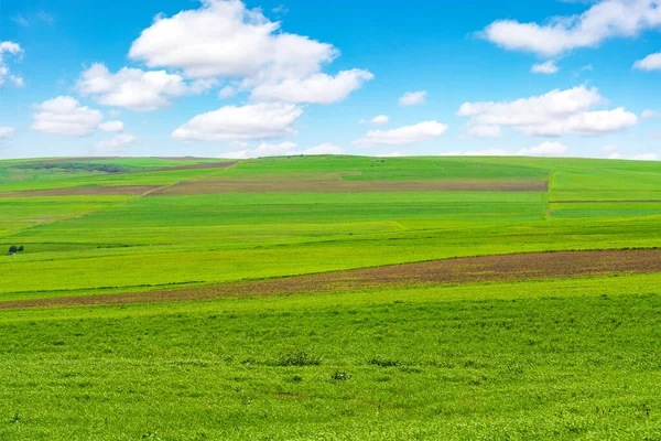 Kultivierte Grüne Felder Mit Blauem Himmel Und Wolken — Stockfoto