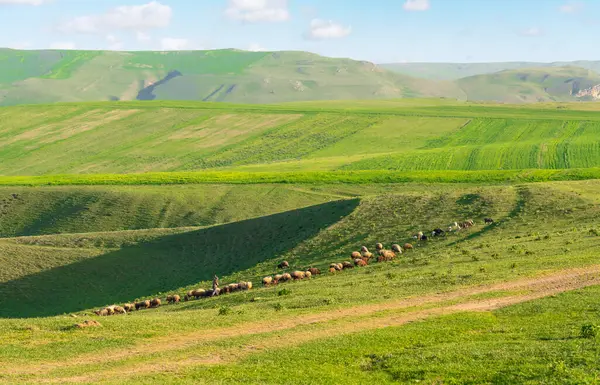Pasterz Stado Owiec Zielonym Pastwisku — Zdjęcie stockowe