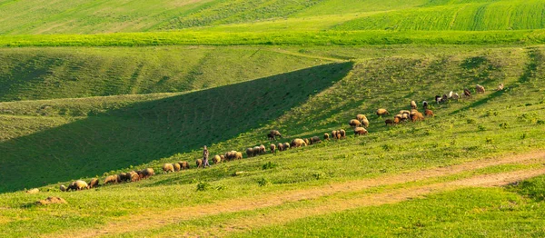 Hirte Und Schafherde Auf Einer Grünen Weide — Stockfoto