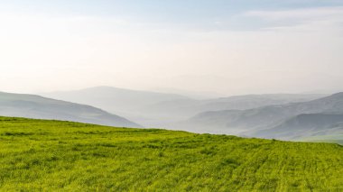 Mavi gökyüzü ve bulutları olan ekili yeşil tarlalar