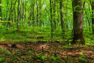 Yeşil ormandaki ağaçlar