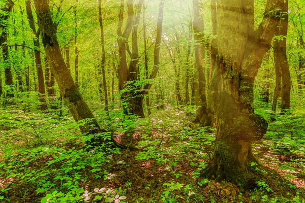 Bomen Het Groene Bos — Stockfoto