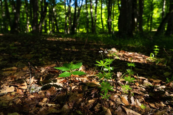 Αρωματικά Άνθη Του Δάσους Galium Odoratum — Φωτογραφία Αρχείου