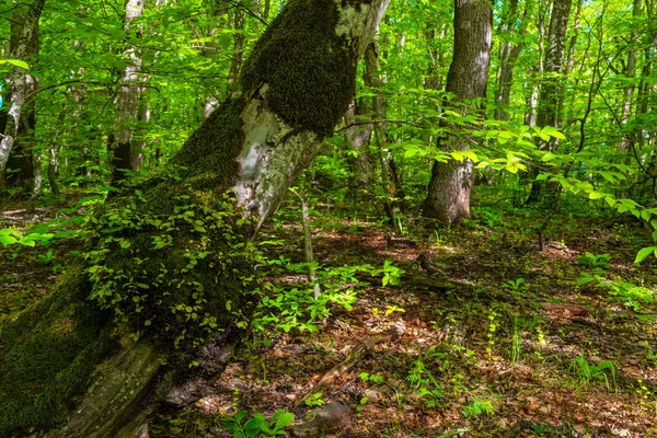 Bomen Het Groene Bos — Stockfoto