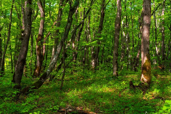 Δέντρα Στο Καταπράσινο Δάσος — Φωτογραφία Αρχείου