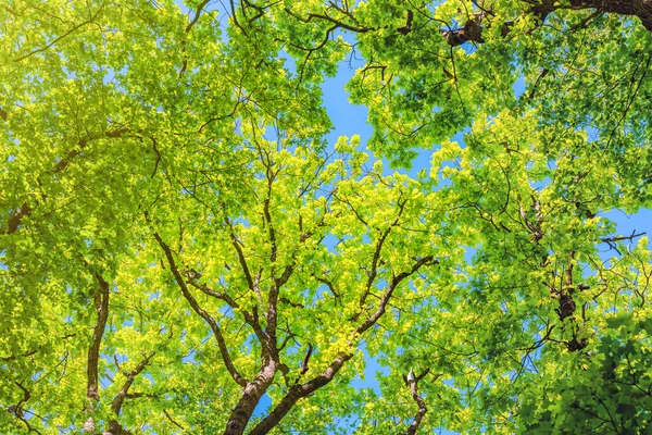 Träd Den Gröna Skogen — Stockfoto