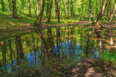 Yeşil bir ormanda küçük bir bataklık