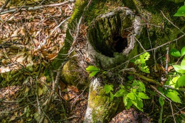 Yaşlı bir ağacın gövdesinde boşluk