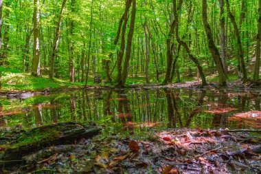 Yeşil bir ormanda küçük bir bataklık