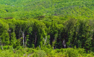 Dağ yamacındaki yeşil orman