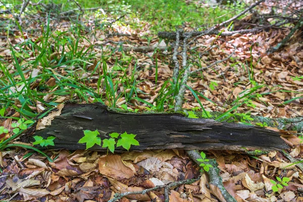 Výhonky Mladého Stromu Lese — Stock fotografie