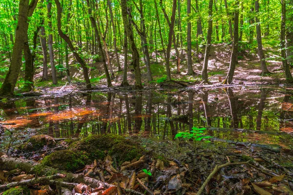 Klein Moeras Een Groen Bos — Stockfoto