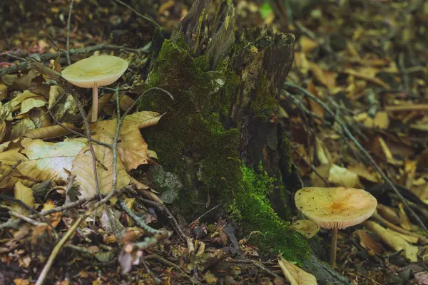 Wiosenny Grzyb Lesie — Zdjęcie stockowe