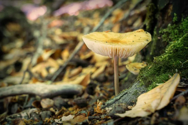 Champignon Dans Forêt Humide — Photo