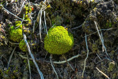 Yeşil yosunlarla kaplanmış taş