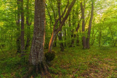 Yeşil ormandaki ağaçlar