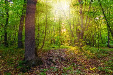 Yeşil ormandaki ağaçlar