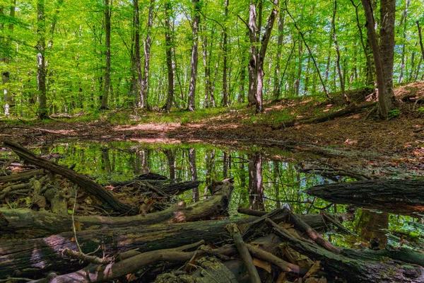 Yeşil Bir Ormanda Küçük Bir Bataklık — Stok fotoğraf