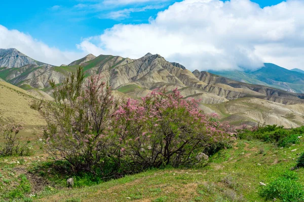 Kwitnące Krzaki Tamaryksu Dolinie Górskiej — Zdjęcie stockowe
