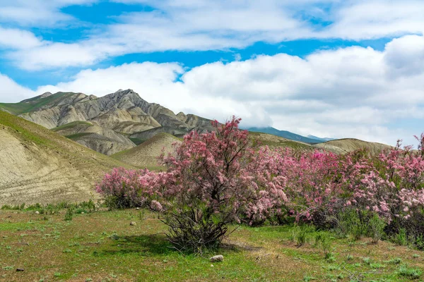 Kwitnące Krzaki Tamaryksu Dolinie Górskiej — Zdjęcie stockowe