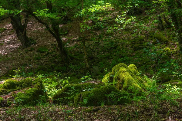 Beautiful Green Deciduous Forest Scenery — Stockfoto