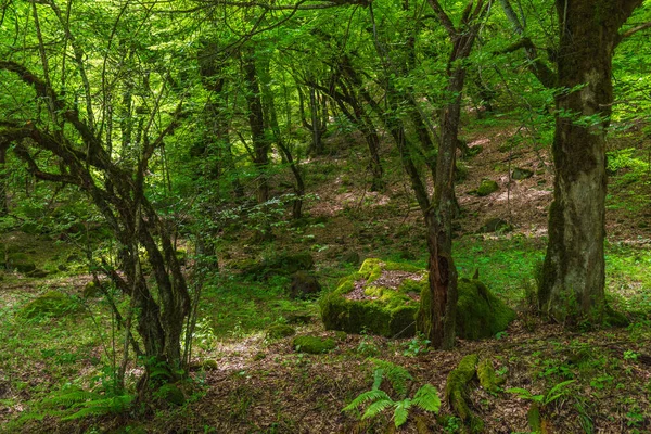 Beautiful Green Deciduous Forest Scenery — Stock Photo, Image