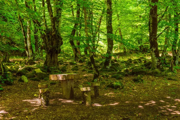 Picnic Place Beautiful Green Deciduous Forest — Stockfoto