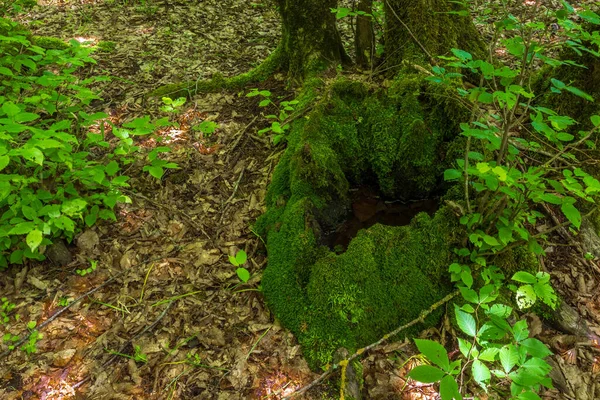 Beautiful Green Deciduous Forest Scenery — Stockfoto