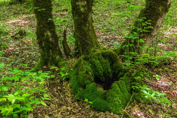 美しい緑の落葉樹林の風景 — ストック写真