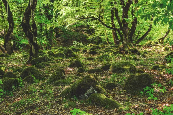 Beautiful Green Deciduous Forest Scenery — Stockfoto