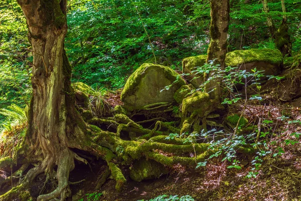 Beautiful Green Deciduous Forest Scenery — Stockfoto