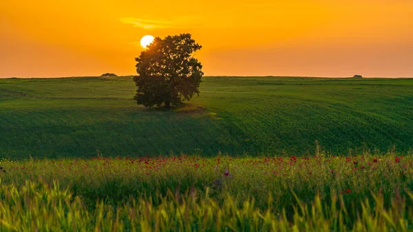 Colorful Sunset Green Field — Stock Photo, Image