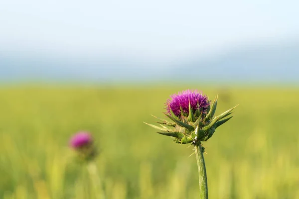 Flor Cardo Campo Verde — Foto de Stock