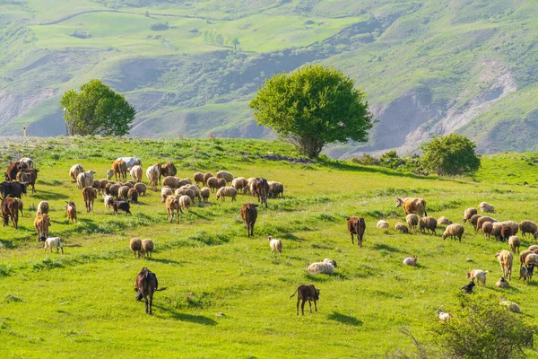 Una Manada Vacas Ovejas Pastan Prado Verde Las Montañas —  Fotos de Stock