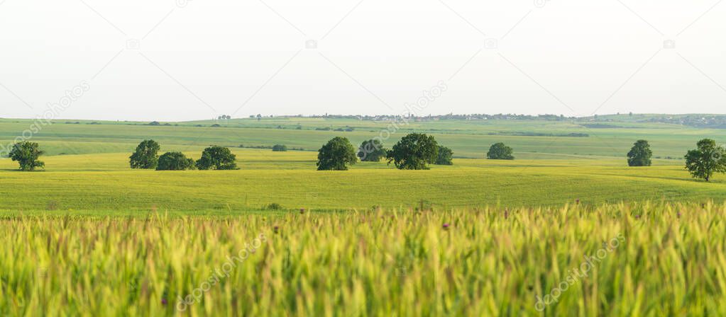 A oak trees on a green field
