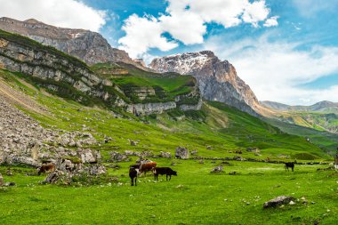 İskoçya 'da yeşil bir çayırda otlayan inekler