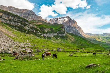 İskoçya 'da yeşil bir çayırda otlayan inekler
