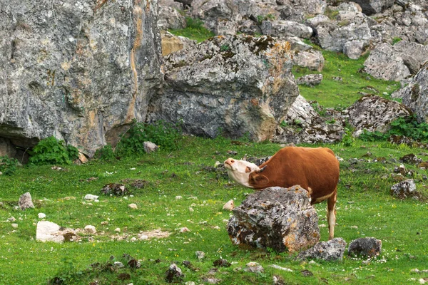 Una Vaca Frota Cuello Contra Una Piedra —  Fotos de Stock