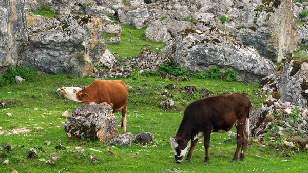 Una Vaca Frota Cuello Contra Una Piedra —  Fotos de Stock