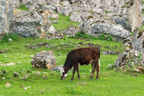 Vacas Pastam Prado Verde Montanha — Fotografia de Stock